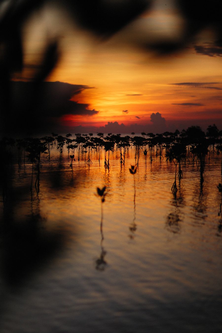 Silhueta de mangues ao pôr do sol